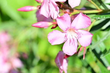Çiçek desenleri ve renkleri yakın çekimde ortaya çıktı..