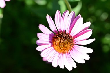 Bahçedeki güzel pembe papatya