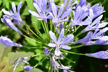 Sümbül 'ün mavi çiçeklerinin yakın görüntüsü 