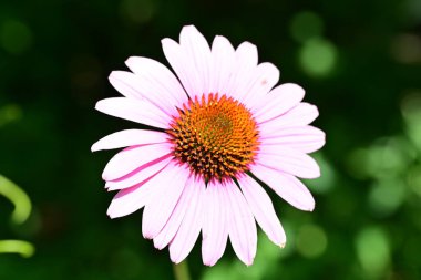 Bahçedeki güzel pembe çiçek