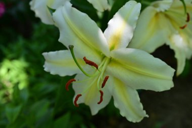 Yeşil arka planda güzel zambak çiçekleri