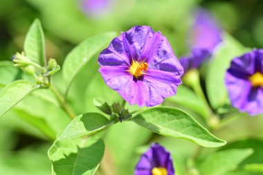Doğadaki canlı çiçek desenlerinin yakın çekimleri.