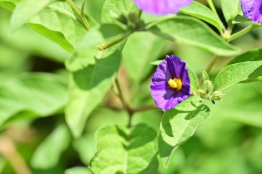 Canlı renklerde bahçe çiçeklerinin keskin bir yakın çekimi.