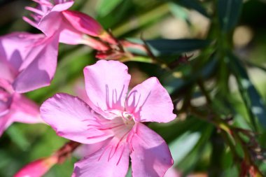 Bahçede açan canlı çiçeklerin detaylı görüntüsü.