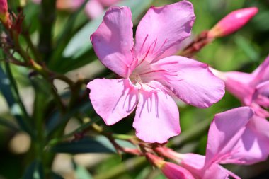 Bahçede açan canlı çiçeklerin detaylı görüntüsü.