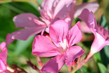 Bahçede açan canlı çiçeklerin detaylı görüntüsü.