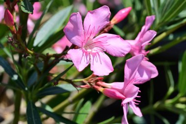 Canlı renklerde bahçe çiçeklerinin keskin bir yakın çekimi.