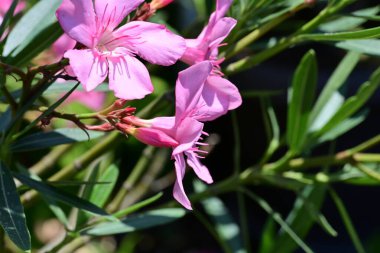 Makro çekim renkli bahçelerin çiçeklerini yakalıyor..
