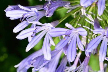 Sümbül 'ün mavi çiçeklerinin yakın görüntüsü 