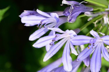 Sümbül 'ün mavi çiçeklerinin yakın görüntüsü 