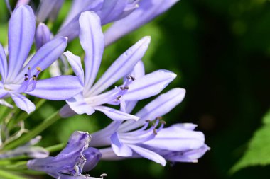 Sümbül 'ün mavi çiçeklerinin yakın görüntüsü 