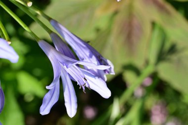 Sümbül 'ün mavi çiçeklerinin yakın görüntüsü 