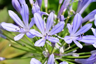 Sümbül 'ün mavi çiçeklerinin yakın görüntüsü 