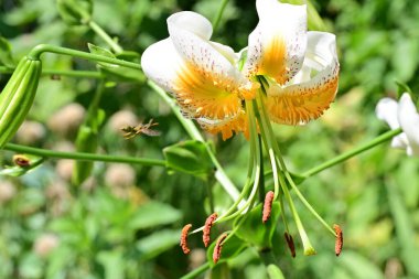 Bahçedeki beyaz zambak çiçeği... 