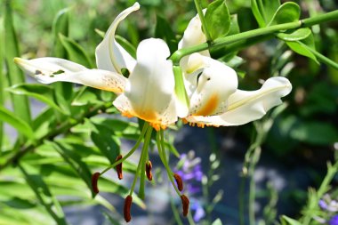 Bahçedeki beyaz zambak çiçeği... 