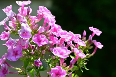 Yakınlaştırma merceği en canlı çiçeklere odaklandı.