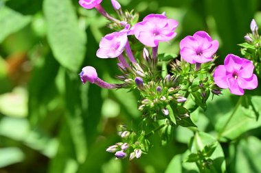 Yakınlaştırma merceği en canlı çiçeklere odaklandı.
