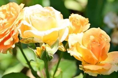 Parkta güzel turuncu güller