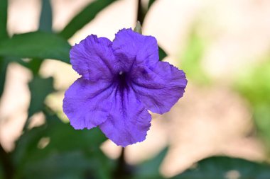 Manzaralı bahçede açan güzel yaz çiçeklerinin yakın görüntüsü.          