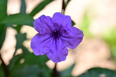 Bahçede güzel çiçekler, çiçek konsepti