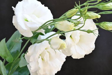 Beyaz Eustoma çiçekleri kapanıyor 