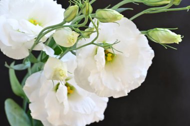 Beyaz Eustoma çiçekleri kapanıyor 