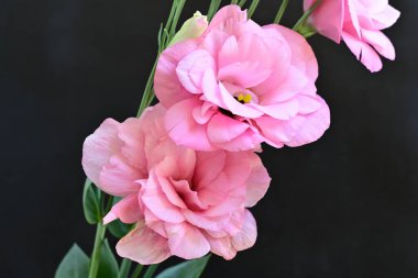 Pembe Eustoma çiçeklerini kapatın. 