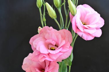 Pembe Eustoma çiçeklerini kapatın. 