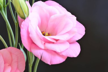 Pembe Eustoma çiçeklerini kapatın. 