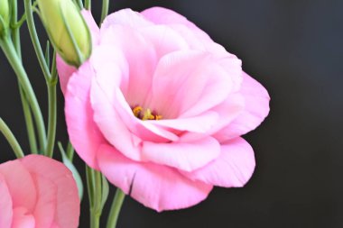Pembe Eustoma çiçeklerini kapatın. 