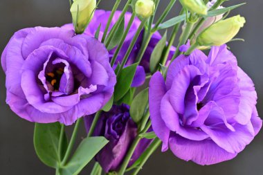 Bahçede mor östoma çiçeği