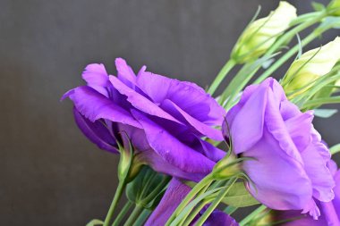 Bahçede mor östoma çiçeği