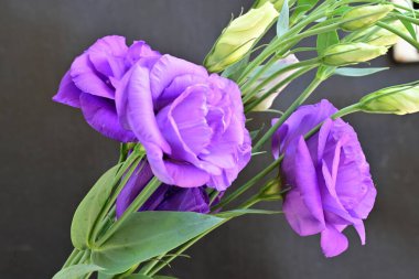 Bahçede mor östoma çiçeği