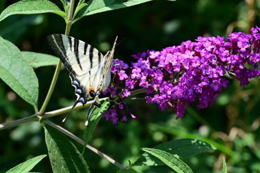 Bir kelebek lilik çiçeğinin üzerinde Yaklaş 