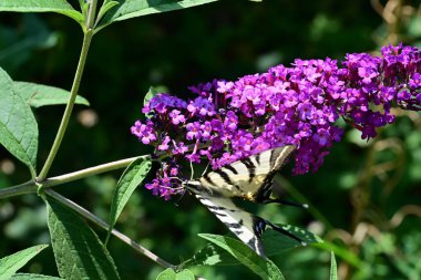 Bir kelebek lilik çiçeğinin üzerinde Yaklaş 