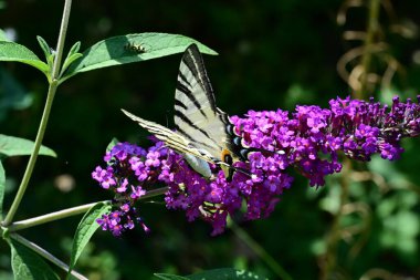 Bir kelebek lilik çiçeğinin üzerinde Yaklaş 