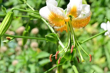 Makro çekim renkli bahçelerin çiçeklerini yakalıyor..
