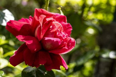 Bahçedeki çiçek tarhının güzel botanik çekimi 