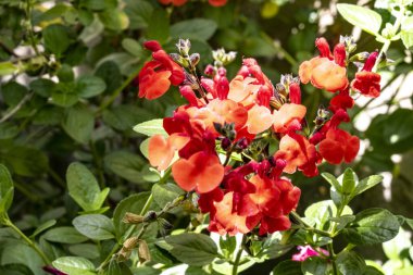 Bahçe çiçeklerini yakından gören bir renk patlaması.