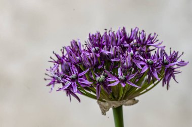 Bahçedeki çiçek tarhının güzel botanik çekimi 