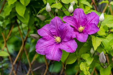 Bahçe çiçeklerini yakından gören bir renk patlaması.