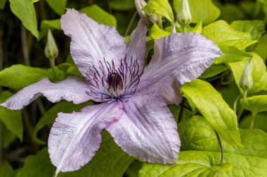 Bahçedeki çiçek tarhının güzel botanik çekimi 