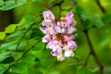 Bahçedeki çiçek tarhının güzel botanik çekimi 
