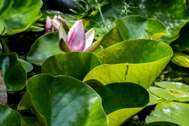 Nilüfer yaprağı ve nilüfer..