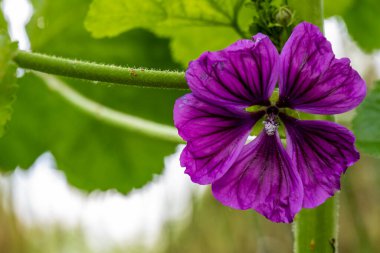 Bahçedeki çiçek tarhının güzel botanik çekimi 