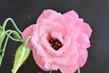 Karanlık bir arka planda güzel Eustoma çiçekleri.