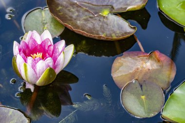 Göldeki güzel pembe su zambağı.