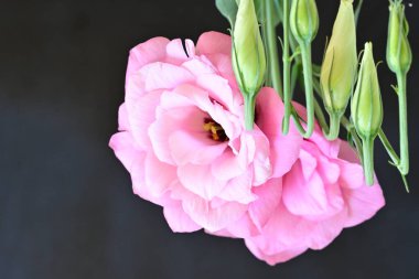 Karanlık bir arka planda güzel Eustoma çiçekleri.