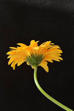 Güzel, sarı Gerbera çiçeğine yaklaş.