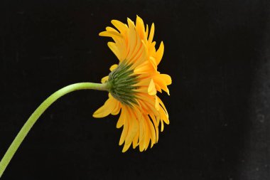 Güzel, sarı Gerbera çiçeğine yaklaş.